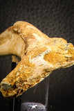 07571 - Top Rare 8.27 Inch Unidentified Crocodile Rib Bone Cretaceous KemKem Beds
