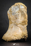 07572 - Top Rare 5.77 Inch Spinosaurid Dinosaur Partial Vertebra Bone Cretaceous KemKem Beds