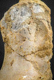 07572 - Top Rare 5.77 Inch Spinosaurid Dinosaur Partial Vertebra Bone Cretaceous KemKem Beds
