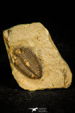 30571 - Top Rare 0.83 Inch Encrinurus sp Silurian Trilobite - China