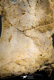 07572 - Top Rare 5.77 Inch Spinosaurid Dinosaur Partial Vertebra Bone Cretaceous KemKem Beds
