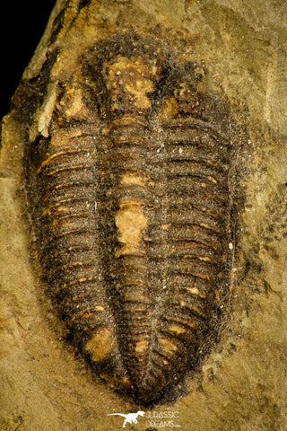 30571 - Top Rare 0.83 Inch Encrinurus sp Silurian Trilobite - China