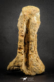 07572 - Top Rare 5.77 Inch Spinosaurid Dinosaur Partial Vertebra Bone Cretaceous KemKem Beds