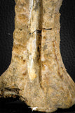 07572 - Top Rare 5.77 Inch Spinosaurid Dinosaur Partial Vertebra Bone Cretaceous KemKem Beds