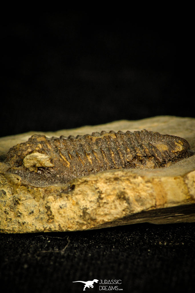 Top Rare 0.83 Inch Encrinurus sp Silurian Trilobite - China – Jurassic ...