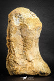 07572 - Top Rare 5.77 Inch Spinosaurid Dinosaur Partial Vertebra Bone Cretaceous KemKem Beds
