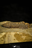 30571 - Top Rare 0.83 Inch Encrinurus sp Silurian Trilobite - China