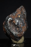 20458 - Taza (NWA 859) Iron Ungrouped Plessitic Octahedrite Meteorite 5.6g