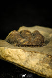 30571 - Top Rare 0.83 Inch Encrinurus sp Silurian Trilobite - China