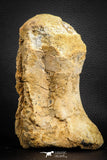 07572 - Top Rare 5.77 Inch Spinosaurid Dinosaur Partial Vertebra Bone Cretaceous KemKem Beds