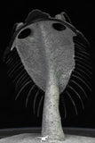 21548 - Museum Grade Spiny 2.65 Inch Comura bultyncki Middle Devonian