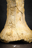 07572 - Top Rare 5.77 Inch Spinosaurid Dinosaur Partial Vertebra Bone Cretaceous KemKem Beds