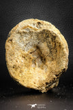 07572 - Top Rare 5.77 Inch Spinosaurid Dinosaur Partial Vertebra Bone Cretaceous KemKem Beds