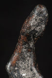 20459 - Taza (NWA 859) Iron Ungrouped Plessitic Octahedrite Meteorite 3.8g
