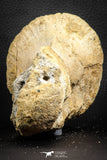 07572 - Top Rare 5.77 Inch Spinosaurid Dinosaur Partial Vertebra Bone Cretaceous KemKem Beds
