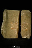 30572 - Top Rare 0.81 Inch Dactylocephalus sp Lower Ordovician Trilobite - Morocco