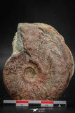 05915 - Beautiful 2.73 Inch Unidentified Lower Jurassic Ammonite