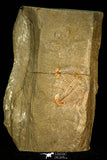 30572 - Top Rare 0.81 Inch Dactylocephalus sp Lower Ordovician Trilobite - Morocco