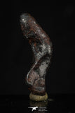 20459 - Taza (NWA 859) Iron Ungrouped Plessitic Octahedrite Meteorite 3.8g