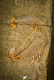 30572 - Top Rare 0.81 Inch Dactylocephalus sp Lower Ordovician Trilobite - Morocco