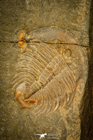 30572 - Top Rare 0.81 Inch Dactylocephalus sp Lower Ordovician Trilobite - Morocco