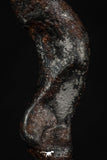 20459 - Taza (NWA 859) Iron Ungrouped Plessitic Octahedrite Meteorite 3.8g
