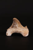 00914 - Super Rare Pathologically Deformed 1.46 Inch Otodus obliquus Shark Tooth