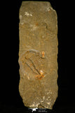 30572 - Top Rare 0.81 Inch Dactylocephalus sp Lower Ordovician Trilobite - Morocco
