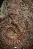 05915 - Beautiful 2.73 Inch Unidentified Lower Jurassic Ammonite