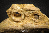 07573 - Top Rare 3.37 Inch Elosuchus sp Crocodile Partial Maxillary KemKem Beds