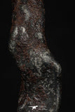 20459 - Taza (NWA 859) Iron Ungrouped Plessitic Octahedrite Meteorite 3.8g