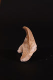 00914 - Super Rare Pathologically Deformed 1.46 Inch Otodus obliquus Shark Tooth