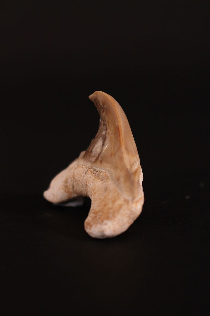 00914 - Super Rare Pathologically Deformed 1.46 Inch Otodus obliquus Shark Tooth