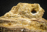 07573 - Top Rare 3.37 Inch Elosuchus sp Crocodile Partial Maxillary KemKem Beds