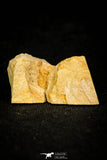 30573 - Beautiful 0.25 Inch Diplagnostus Middle Cambrian Trilobite - Tasmania, Australia