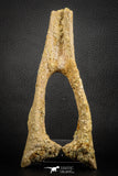 07574 - Top Rare 6.30 Inch Unidentified Dinosaur Chevron Bone Cretaceous KemKem Beds
