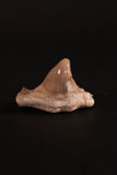 00914 - Super Rare Pathologically Deformed 1.46 Inch Otodus obliquus Shark Tooth