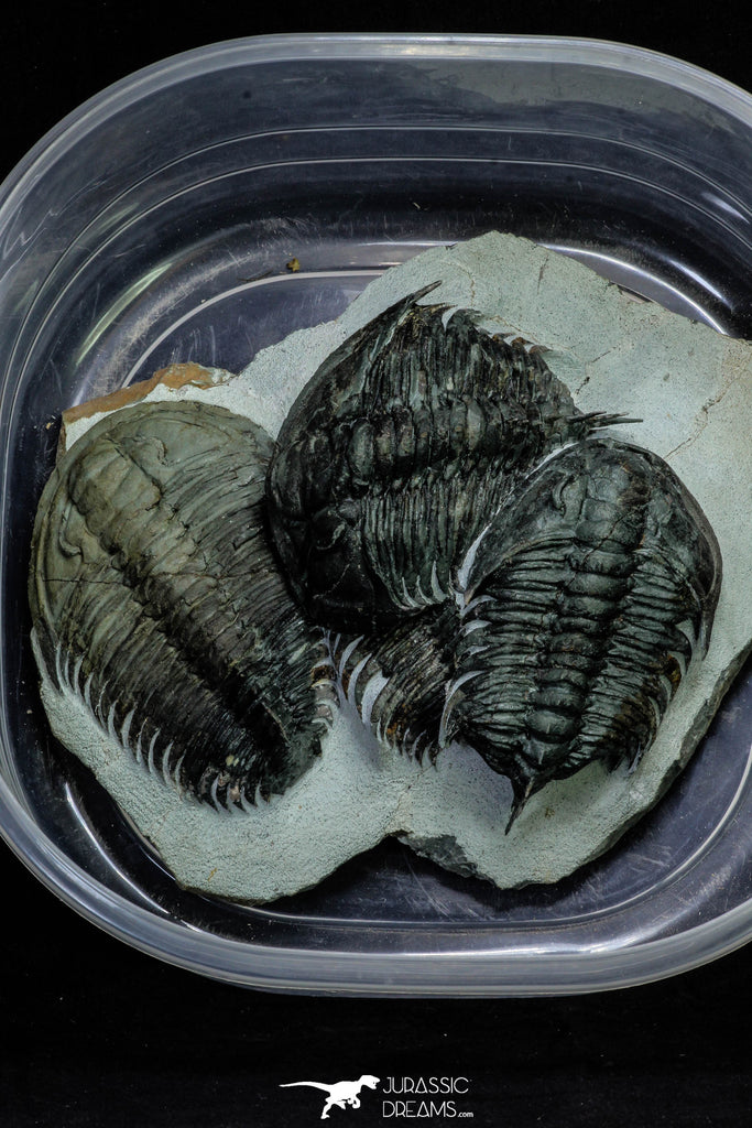 21549 - Exceedingly Rare Association 4 aff. Psedosaukianda lata Early Cambrian Redlichiid Trilobites