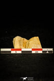 30573 - Beautiful 0.25 Inch Diplagnostus Middle Cambrian Trilobite - Tasmania, Australia
