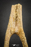 07574 - Top Rare 6.30 Inch Unidentified Dinosaur Chevron Bone Cretaceous KemKem Beds