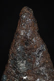 20460 - Taza (NWA 859) Iron Ungrouped Plessitic Octahedrite Meteorite 4.3g