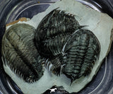 21549 - Exceedingly Rare Association 4 aff. Psedosaukianda lata Early Cambrian Redlichiid Trilobites