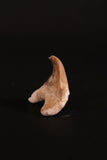 00914 - Super Rare Pathologically Deformed 1.46 Inch Otodus obliquus Shark Tooth