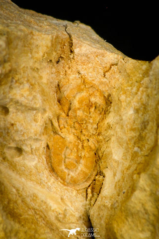 30573 - Beautiful 0.25 Inch Diplagnostus Middle Cambrian Trilobite - Tasmania, Australia