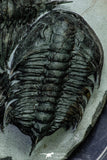 21549 - Exceedingly Rare Association 4 aff. Psedosaukianda lata Early Cambrian Redlichiid Trilobites