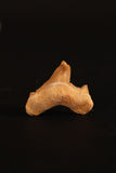 00913 - Super Rare Pathologically Deformed 1.28 Inch Otodus obliquus Shark Tooth