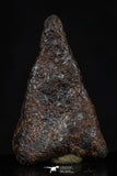 20460 - Taza (NWA 859) Iron Ungrouped Plessitic Octahedrite Meteorite 4.3g