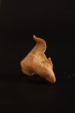 00913 - Super Rare Pathologically Deformed 1.28 Inch Otodus obliquus Shark Tooth