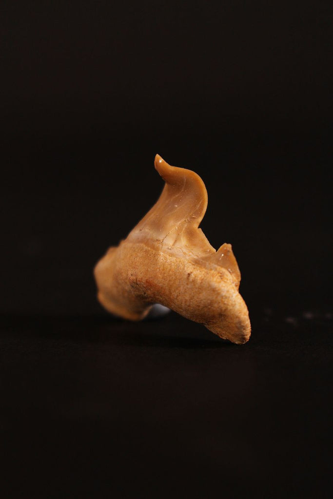 00913 - Super Rare Pathologically Deformed 1.28 Inch Otodus obliquus Shark Tooth