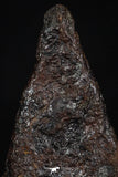 20460 - Taza (NWA 859) Iron Ungrouped Plessitic Octahedrite Meteorite 4.3g